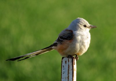 Scissor-Tailed Flycatcher