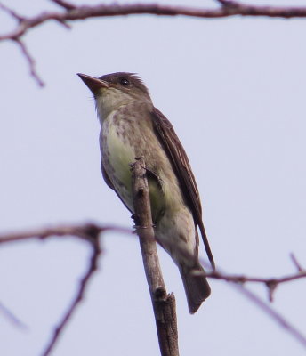 Olive-Sided Flycatcher