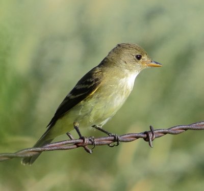 Willow Flycatcher