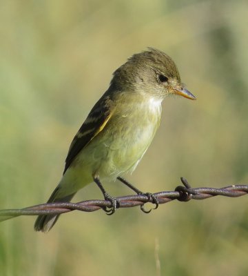 Willow Flycatcher