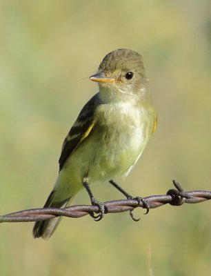 Willow Flycatcher