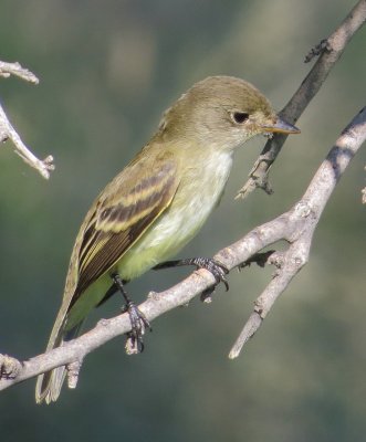 Willow Flycatcher