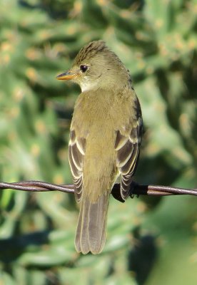 Willow Flycatcher
