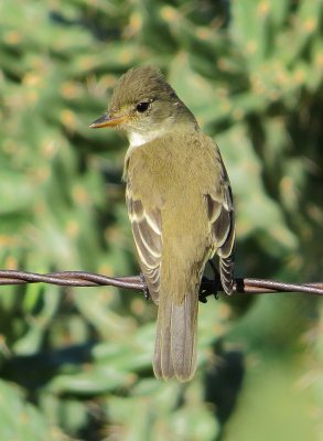 Willow Flycatcher