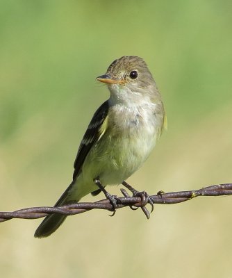 Willow Flycatcher