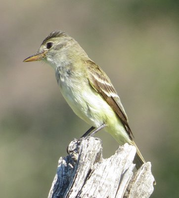Willow Flycatcher