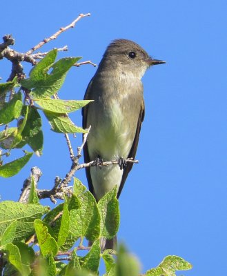 Western Wood Pewee
