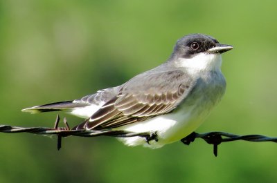 Eastern Kingbird