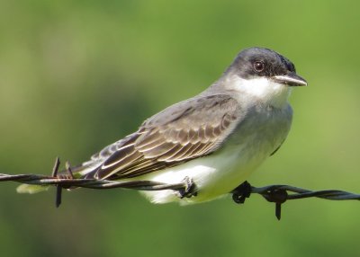 Eastern Kingbird