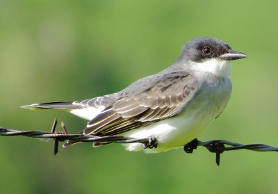 Eastern Kingbird