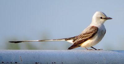 Scissor-Tailed Flycatcher