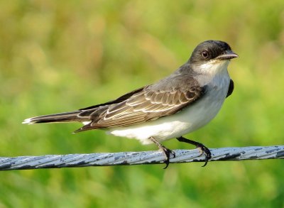 Eastern Kingbird