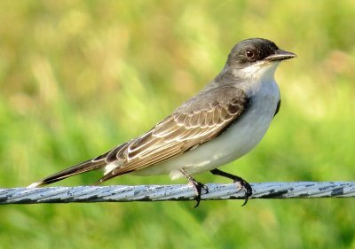 Eastern Kingbird