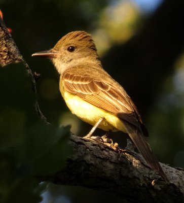 Great Crested Flycatcher