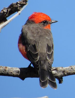 Vermilion Flycatcher