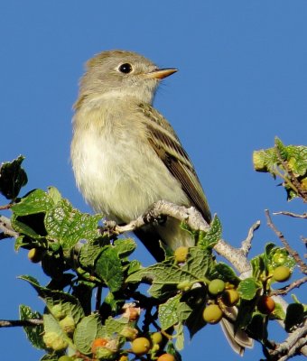 Empidonax Species