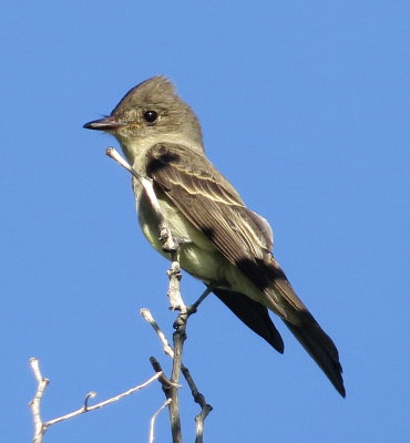 Western Wood Pewee