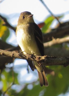 Traill's Flycatcher