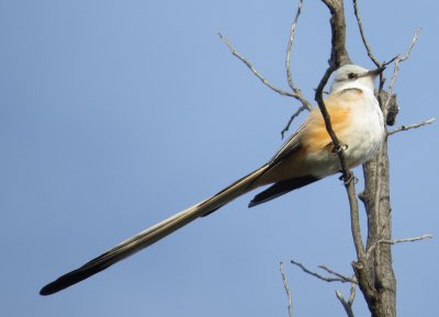 Scissor-Tailed Flycatcher