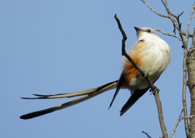 Scissor-Tailed Flycatcher