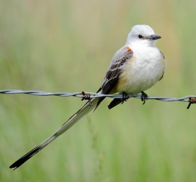 Scissor-Tailed Flycatcher