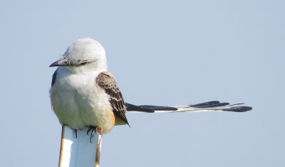 Scissor-Tailed Flycatcher