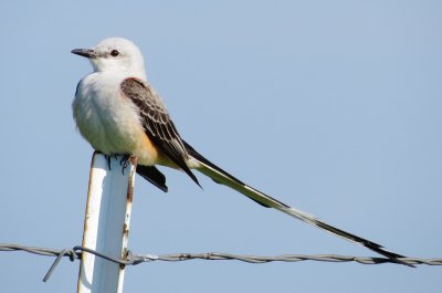 Scissor-Tailed Flycatcher