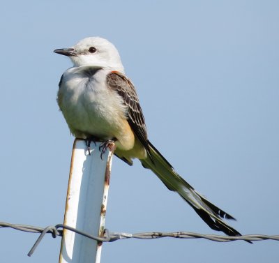 Scissor-Tailed Flycatcher