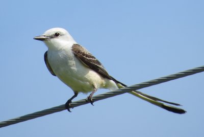 Scissor-Tailed Flycatcher