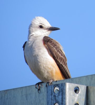 Scissor-Tailed Flycatcher
