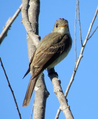 Empidonax Species