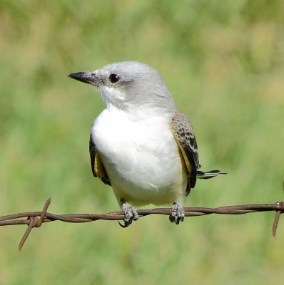 Scissor-Tailed Flycatcher