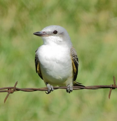 Scissor-Tailed Flycatcher