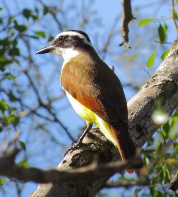 Great Kiskadee