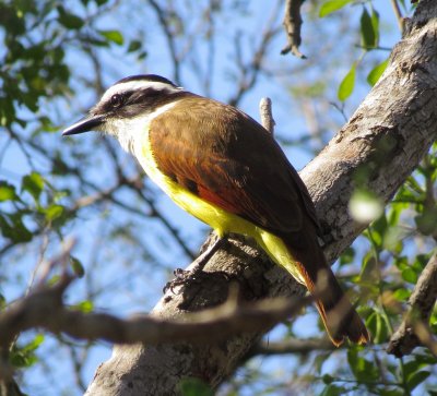 Great Kiskadee