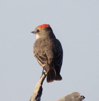 Vermilion Flycatcher