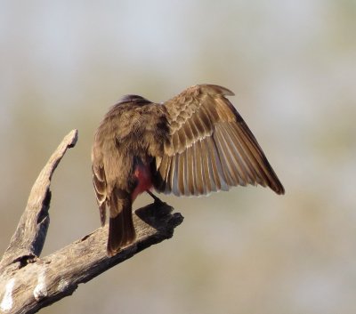 Vermilion Flycatcher