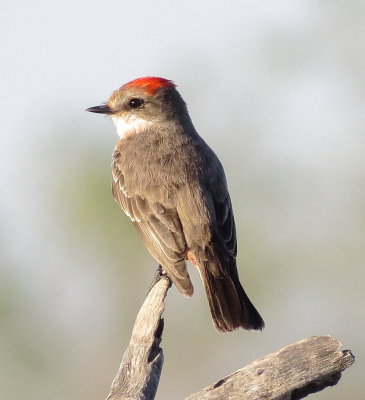 Vermilion Flycatcher