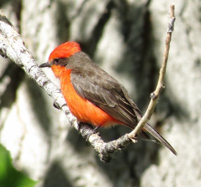 Vermilion Flycatcher