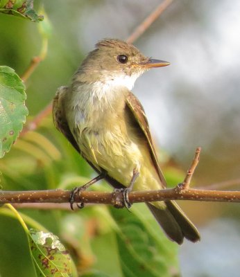 Traill's Flycatcher