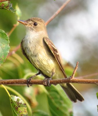 Traill's Flycatcher