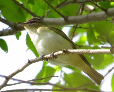 Red-Eyed Vireo