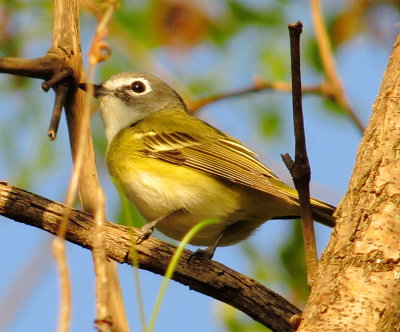 Blue-Headed Vireo