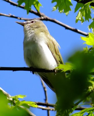 Red-Eyed Vireo