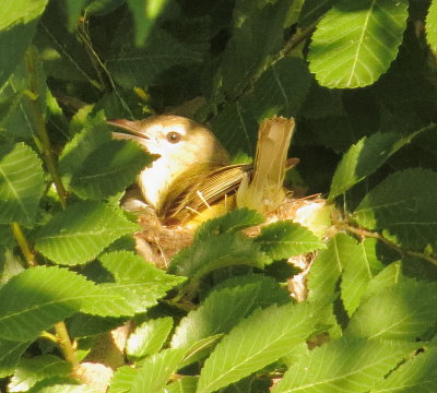 Bell's Vireo