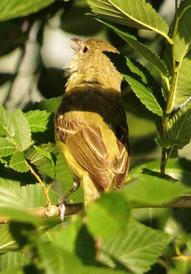 Bell's Vireo