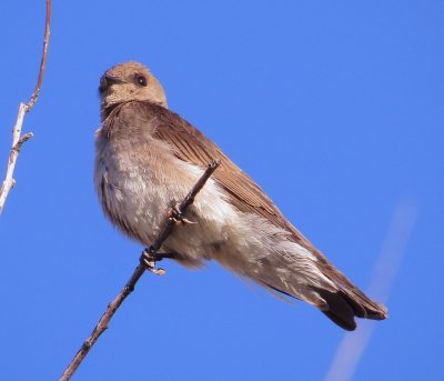 Northen Rough-Winged Swallow