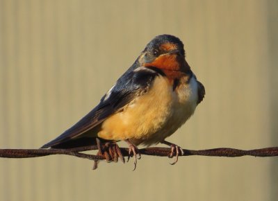 Barn Swallow