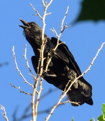 Fish Crow