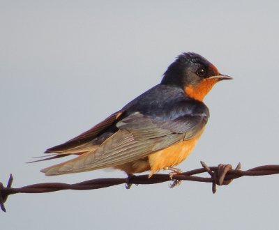 Barn Swallow